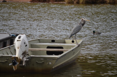 going-fishing